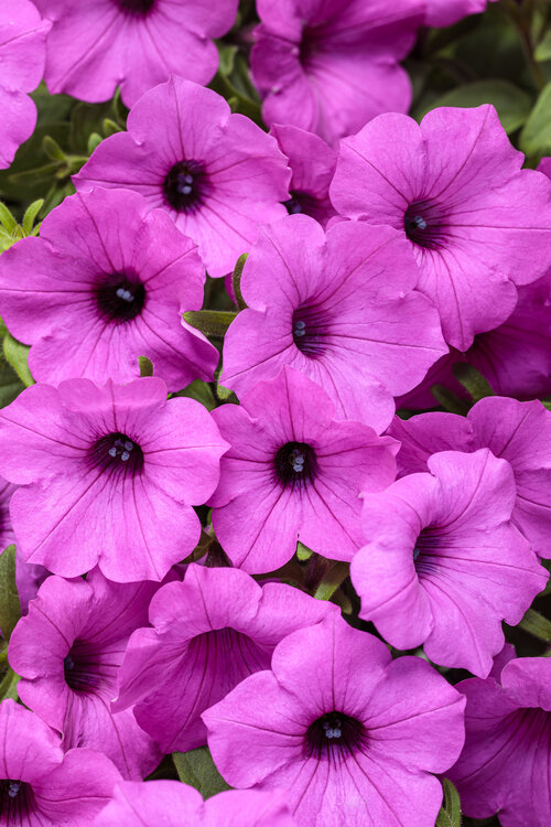 Supertunia Vista® Jazzberry