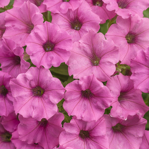 Supertunia Mini Vista® Hot Pink