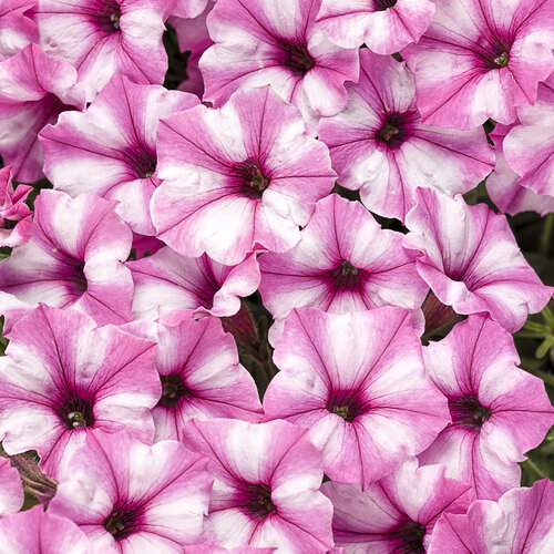 Supertunia Mini Vista® Pink Star