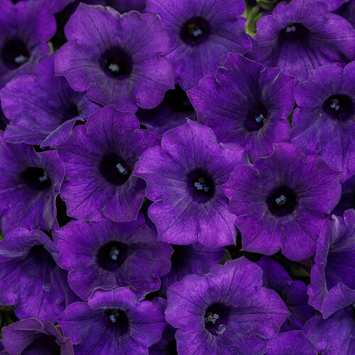 Supertunia Mini Vista® Ultramarine