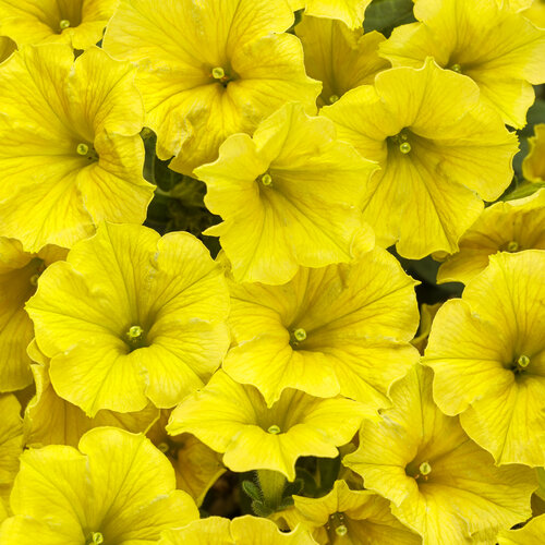 Supertunia Mini Vista® Yellow