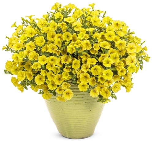 supertunia_mini_vista_yellow_mono1