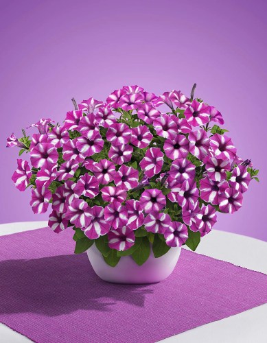 Vista_Raspberry_Star_2
