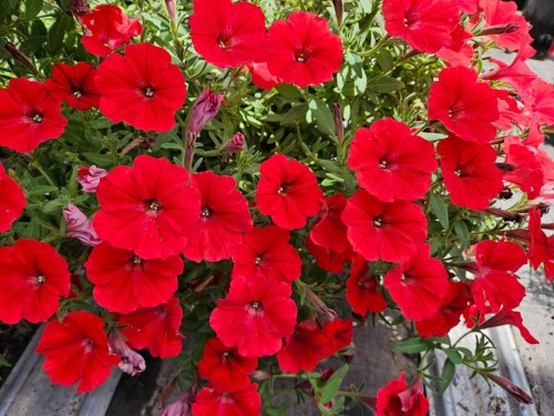 supertunia_vista_strawberry__czka_4