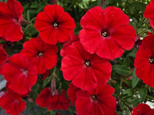 supertunia_vista_strawberry__czka_7