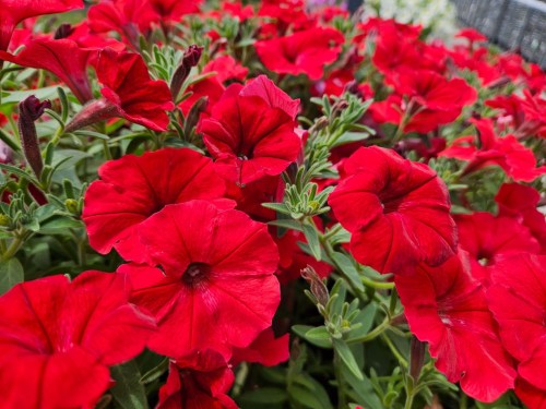 supertunia_vista_strawberry__czka_9